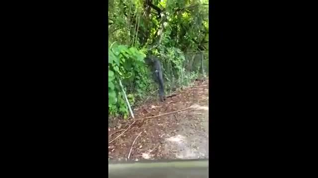 Hãi hùng thấy cá sấu trèo rào thép đột nhập sân golf