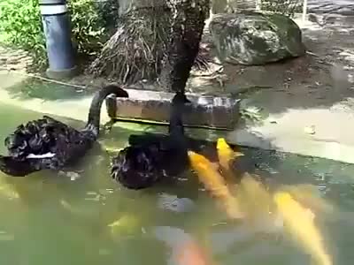Thú vị cảnh ngỗng đen cho cá vàng ăn
