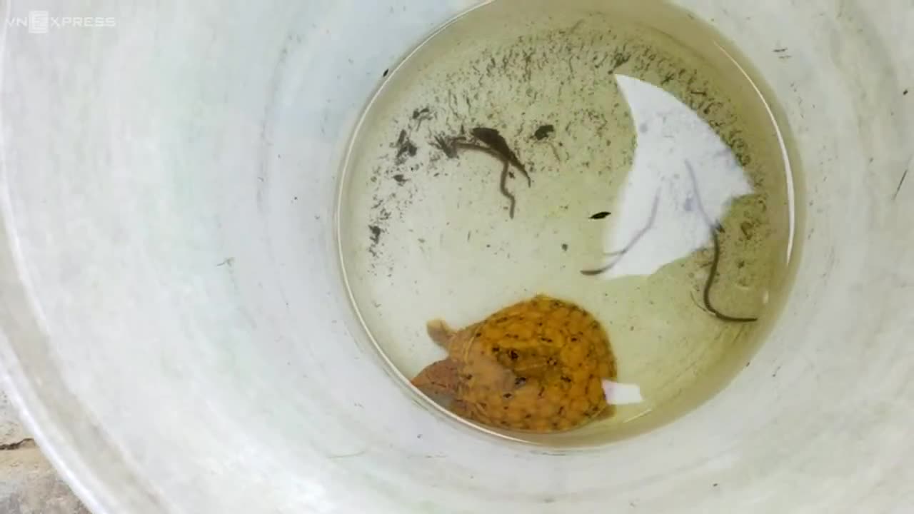 Con ba ba màu vàng có vân giống hình mặt người