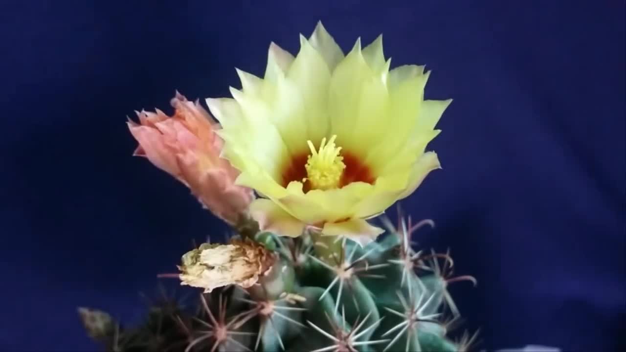 Quá trình nở của Hoa xương rồng