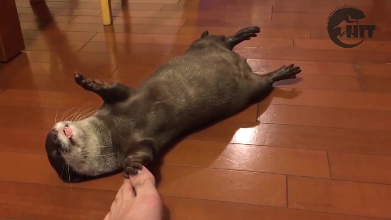 Rái Cá siêu dễ thương 
