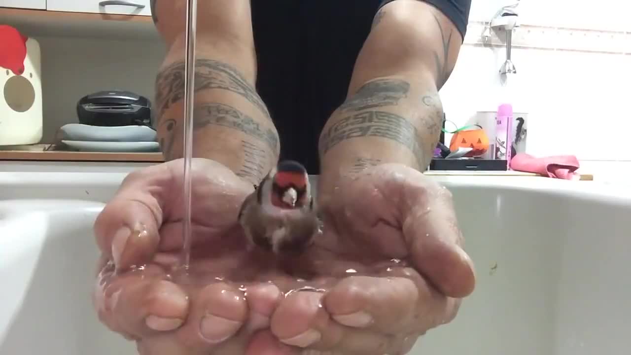 Chú chim thích tắm bồn 