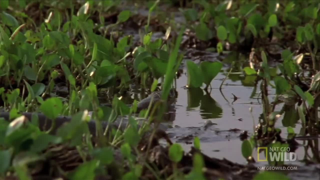 Cuộc chiến không cân sức giữa loài chuột lớn nhất thế giới và "quái thú" khổng lồ Anaconda