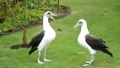 Vũ điệu của chim Hải Âu 