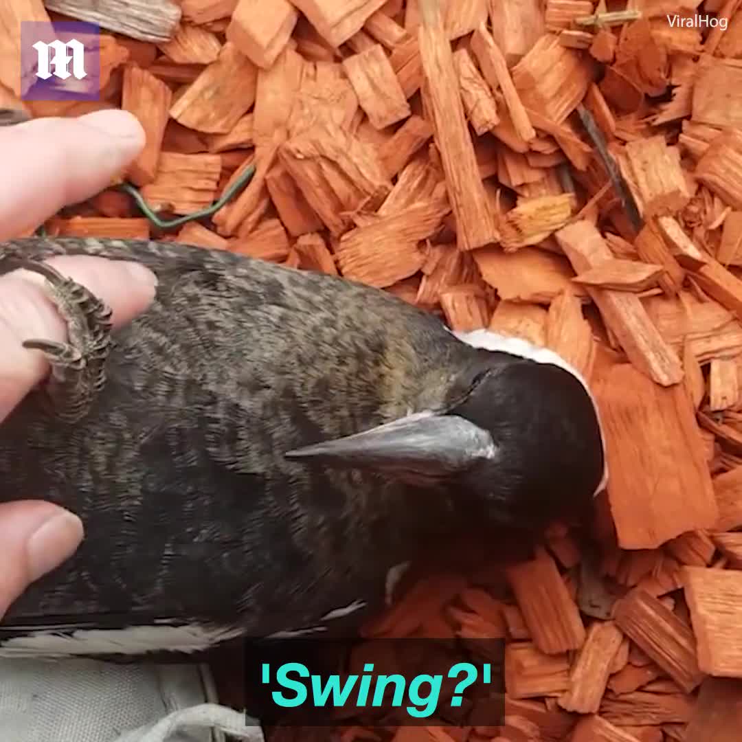 Ngộ nghĩnh chú chim lúc nào cũng nghĩ mình là chó 