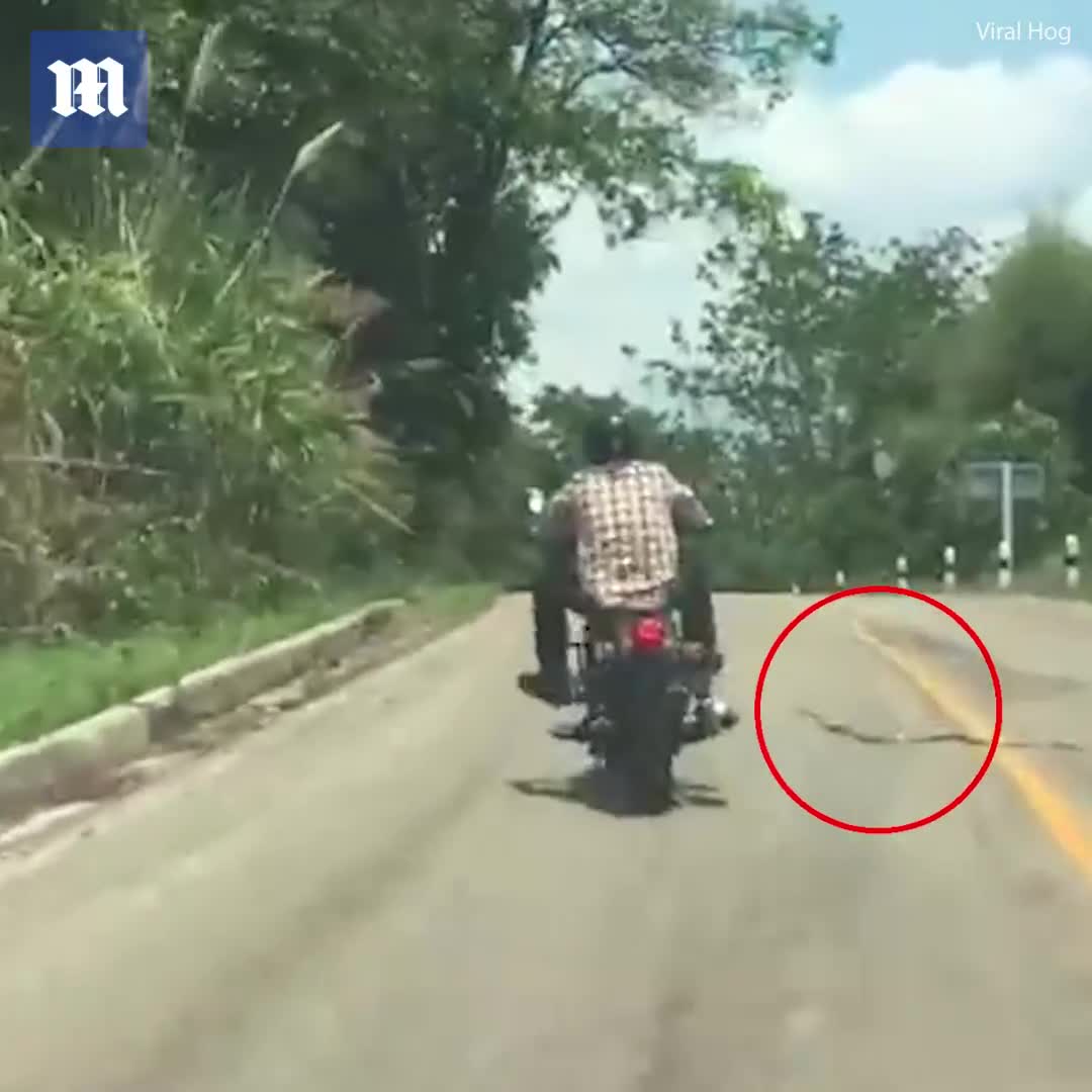 Rắn bay lên không cắn người đi xe máy