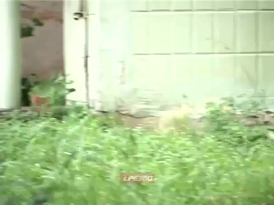 1 con chuột và 4 con mèo 