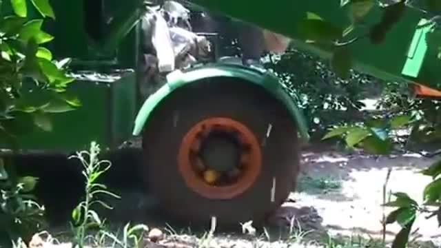  Thu hái cam tại Nhật Bản