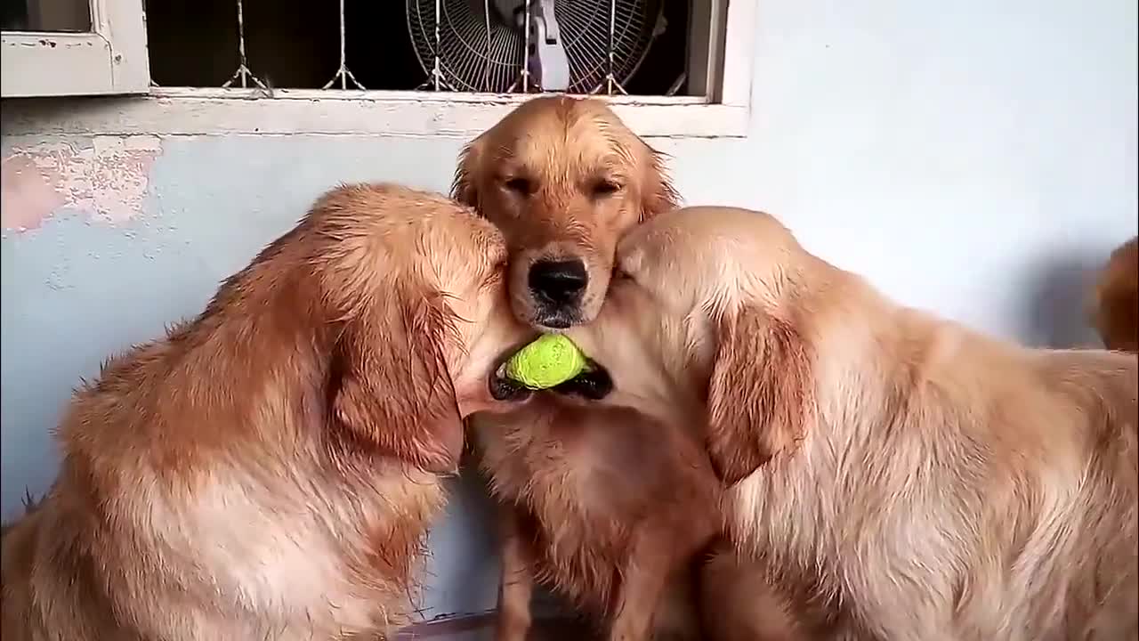 Ngư ông đắc lợi! 