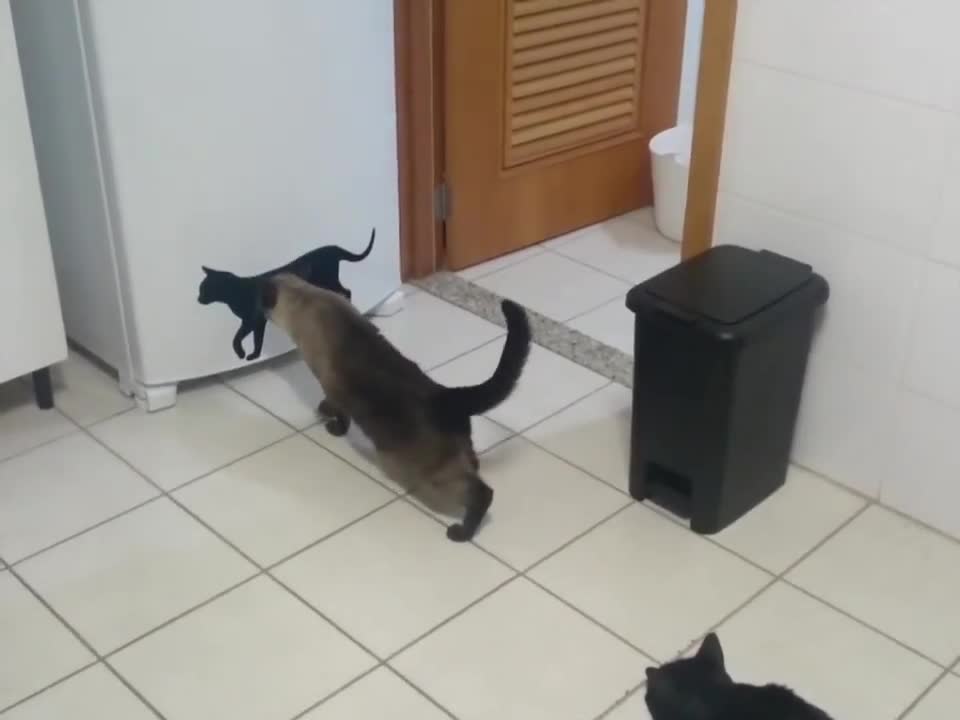Ngươi là thật hay giả vậy?