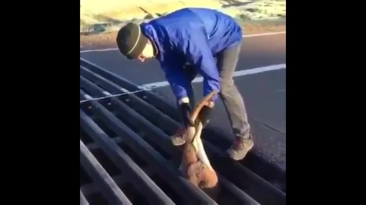 Đây là cách người Úc cứu một chú Kangaroo bị mắc kẹt...