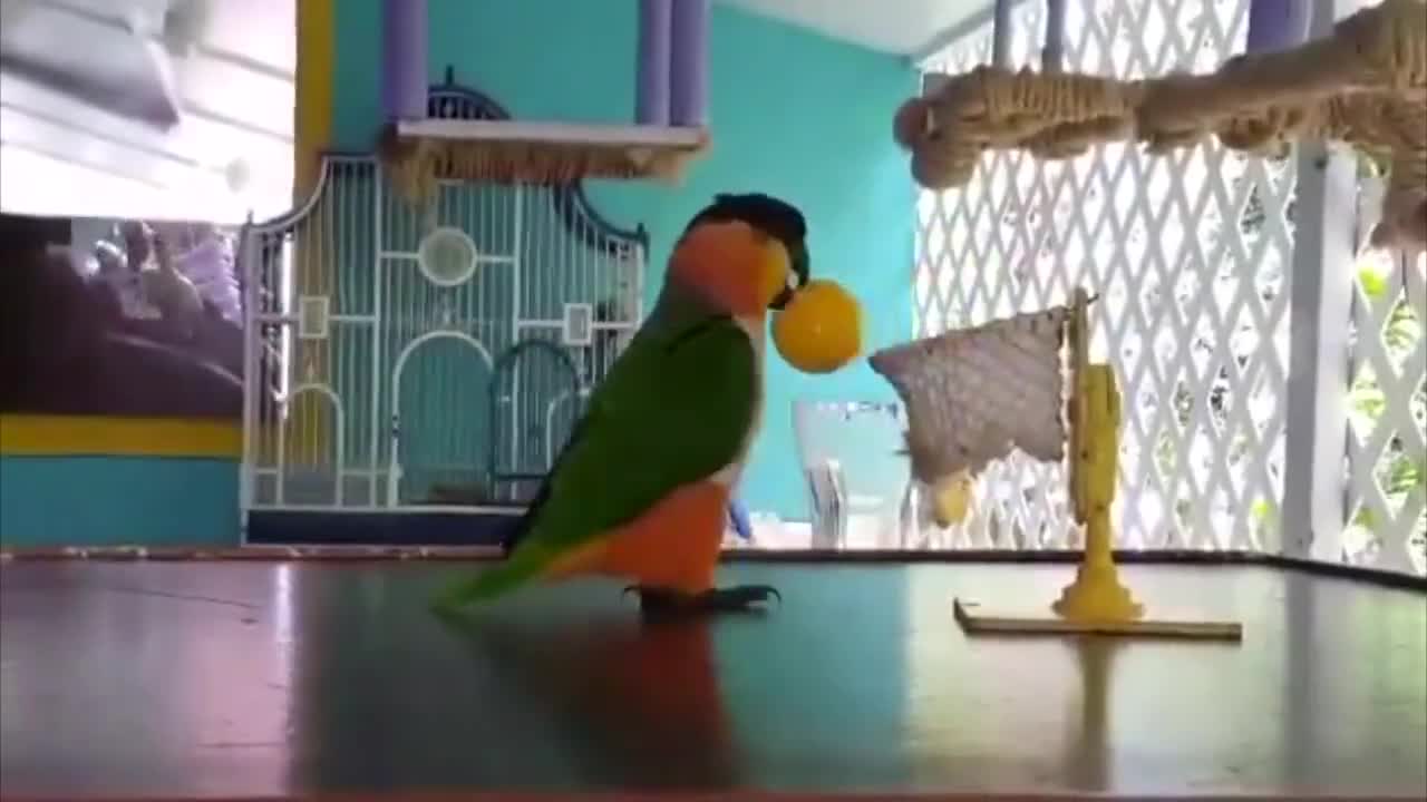 Vẹt chơi bóng rổ cực siêu 