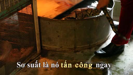 Rùng mình xem "Thạch Sanh" tắm cho đàn trăn khổng lồ