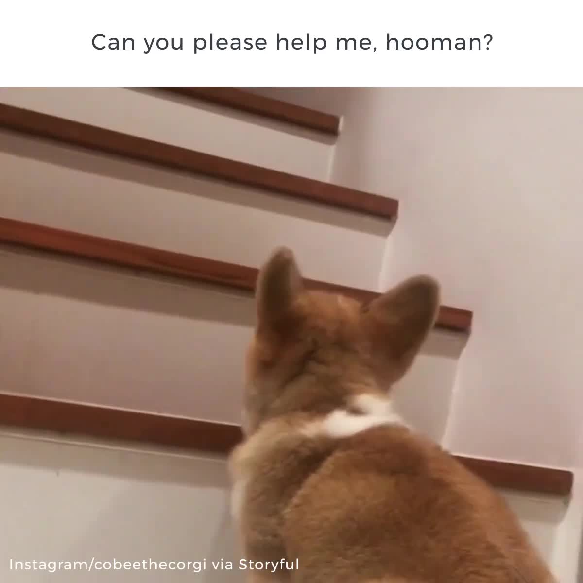 Nỗi khổ của chân ngắn!