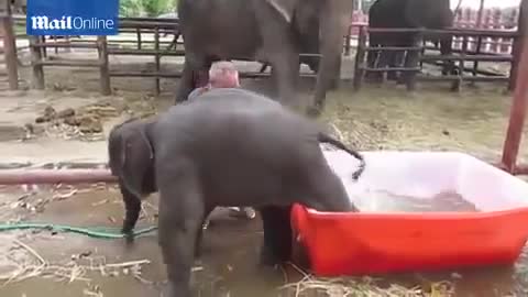 Cười nghiêng ngả với chú voi hậu đậu nhất thế giới 