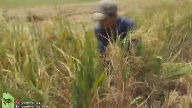 “Chuột chạy như vịt”, nông dân đuổi bắt được gần trăm con