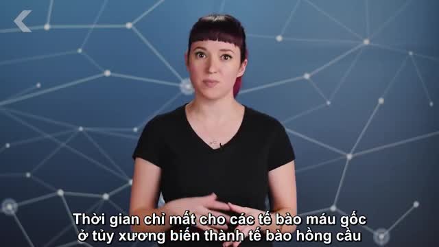 Tại sao bạn có thể tồn tại với chỉ 1/3 lượng máu?