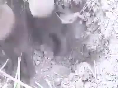 Kỳ lạ loài cá sống trên cạn!