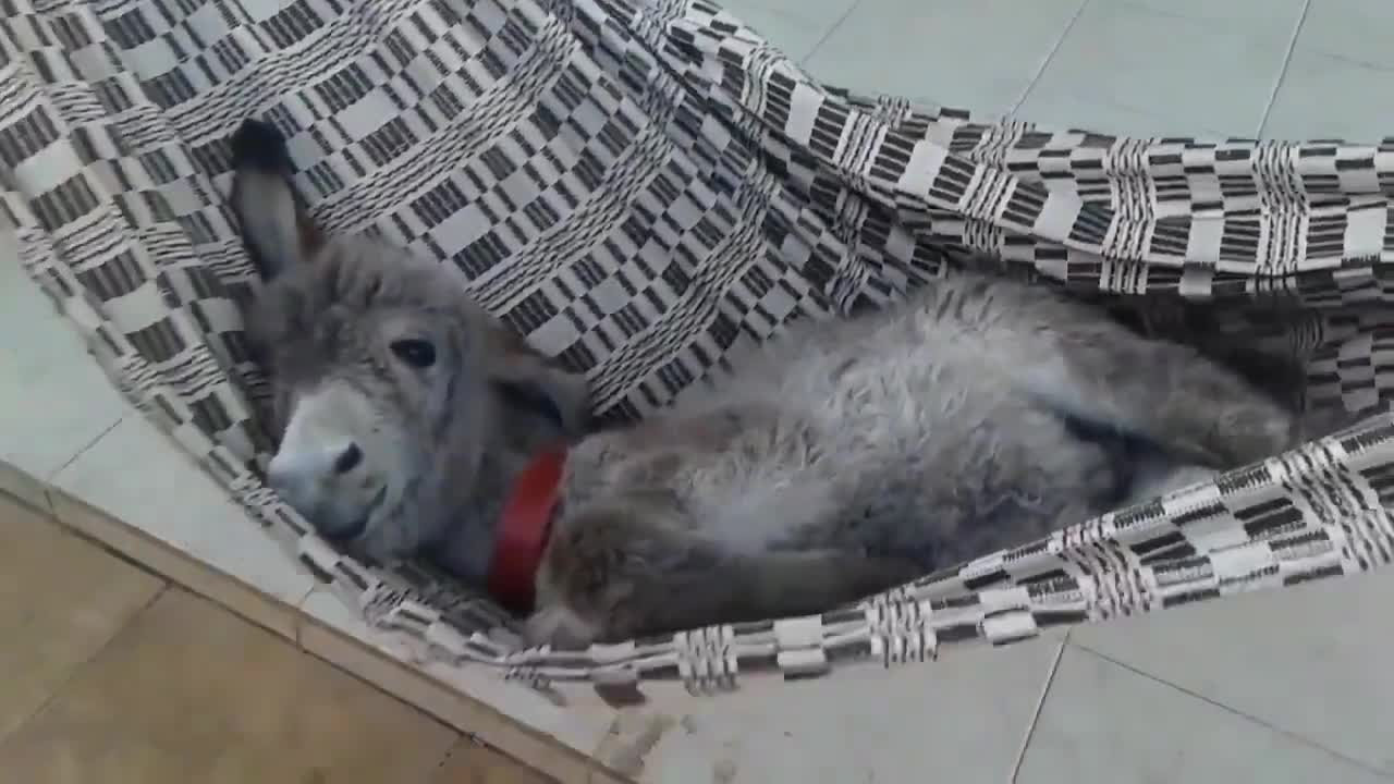 Ru lừa ngủ 