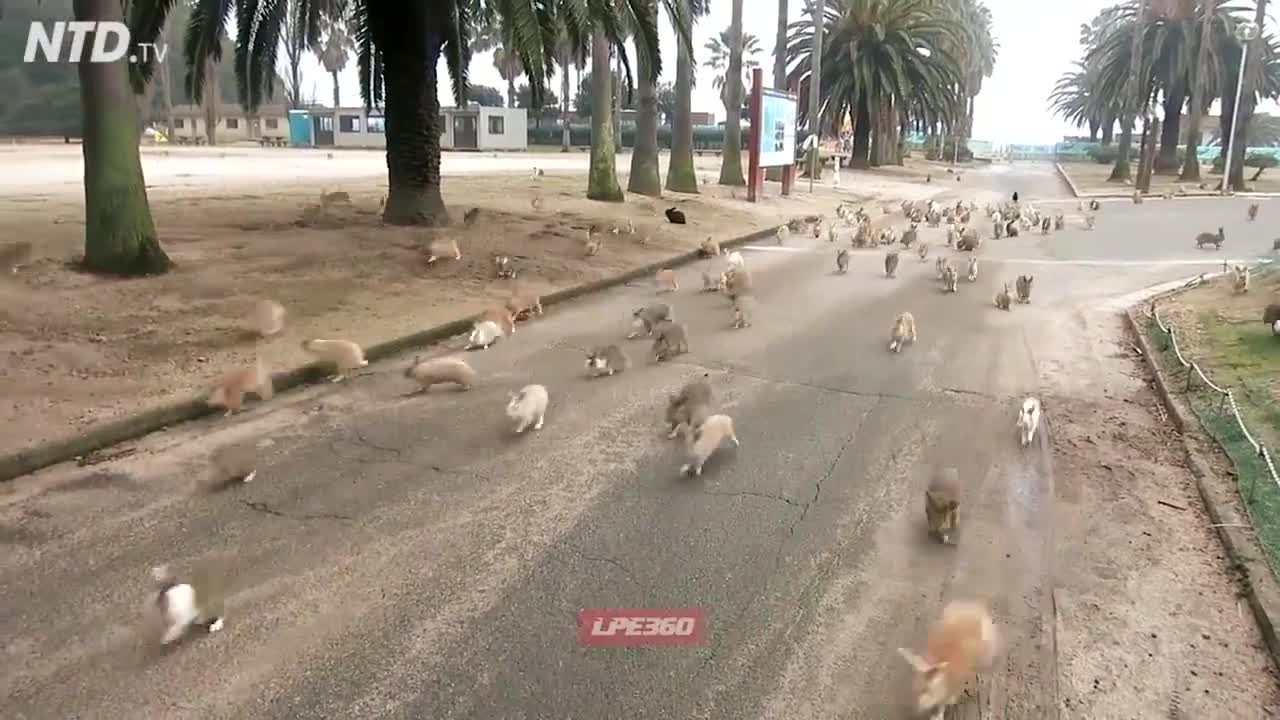 Hàng trăm chú thỏ chạy theo "xin ăn" một cô gái