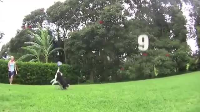 Chú chó chơi bóng chuyền cực đỉnh