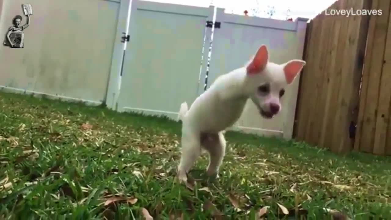 Chú chó chào đời chỉ có hai chân bật nhanh như thỏ