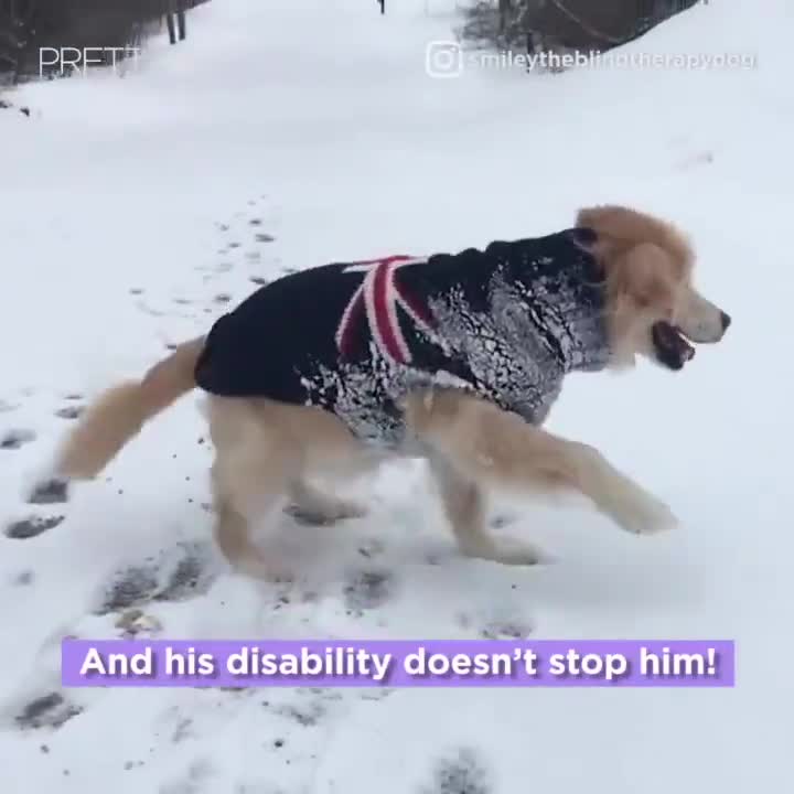 Chú chó mù tội nghiệp