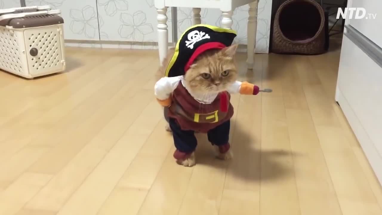 Chú mèo "gây sốt' với bộ đồ cướp biển!