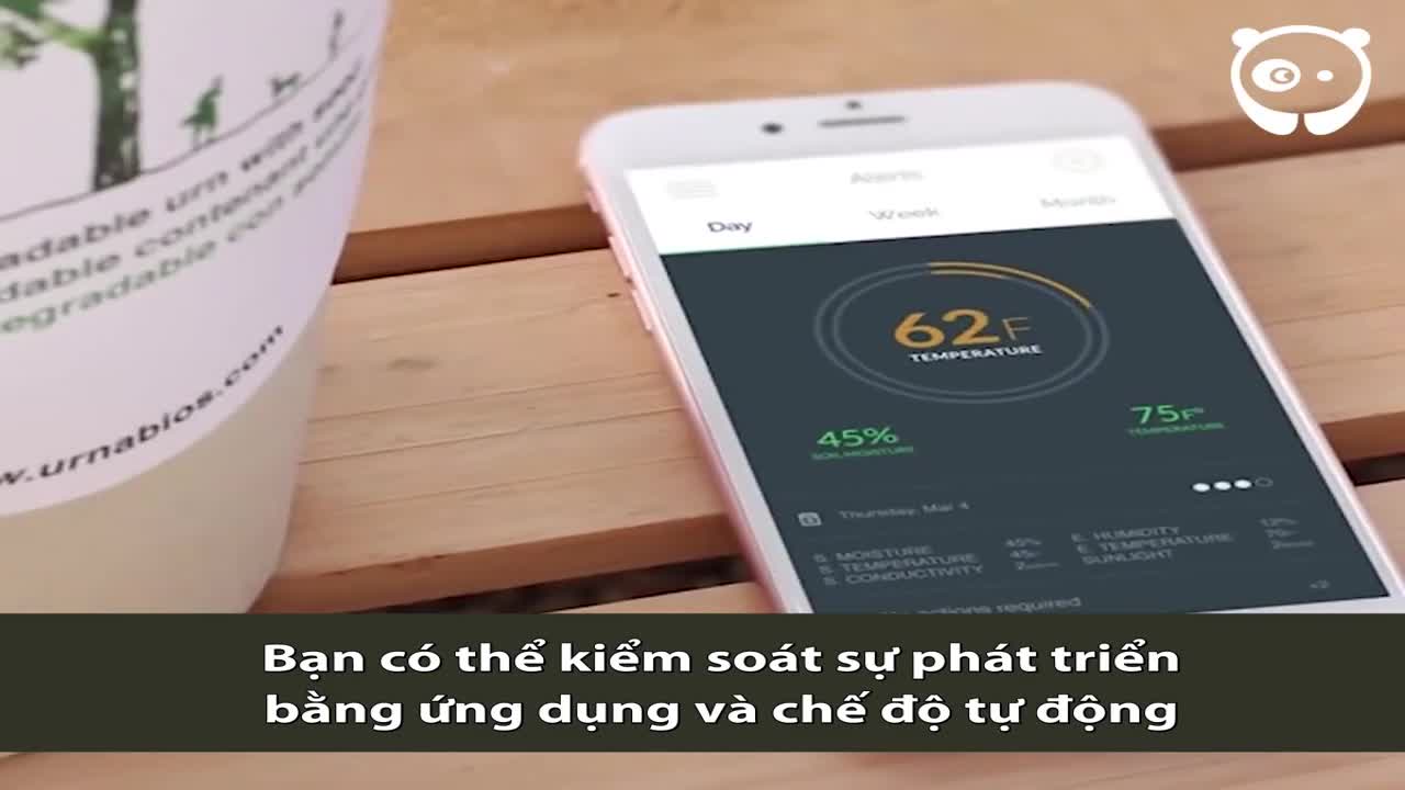 Những sáng kiến biến người chết thành cây xanh