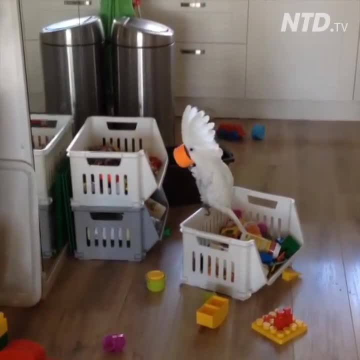 Chú vẹt mở nắp chai điệu nghệ