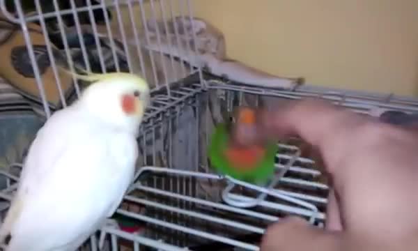 Vẹt sủa tiếng chó cực hay