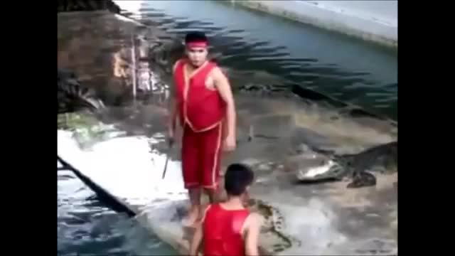 Hài hước với tai nạn diễn cá sấu