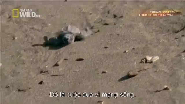Xem rùa con thoát hiểm ngoạn mục về với biển