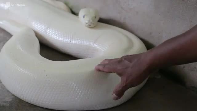 Trăn 'khủng' toàn thân màu trắng ở miền Tây 