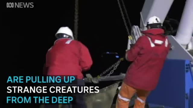 Cá không mặt ở vực sâu 4.000 m dưới biển Australia