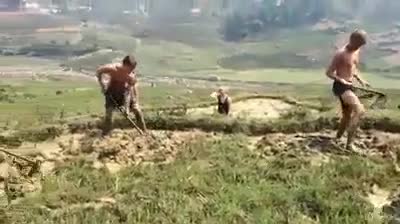 Khách Tây cởi trần cuốc đất, cho trâu đi bừa tại Mù Cang Chải