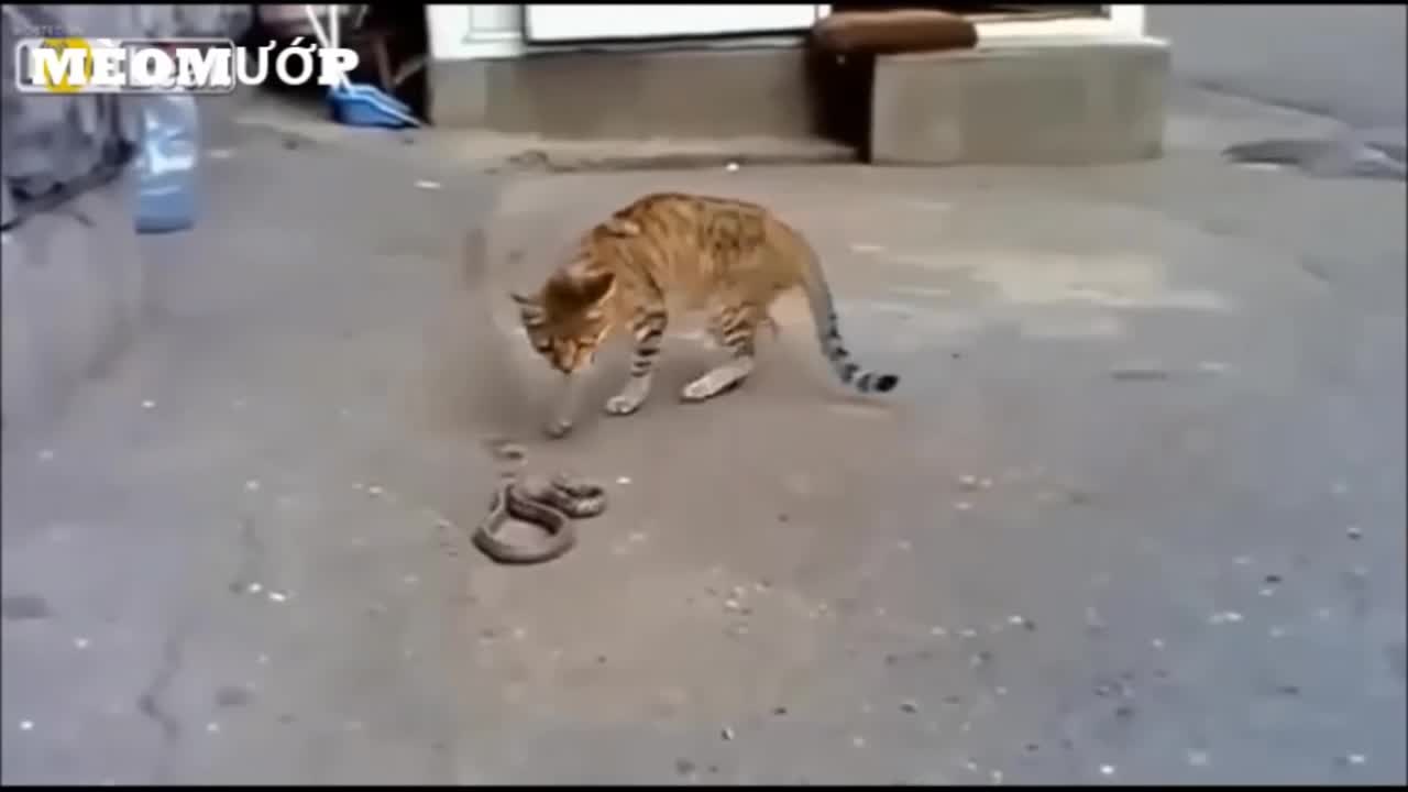 Mèo nhà bắt Rắn độc