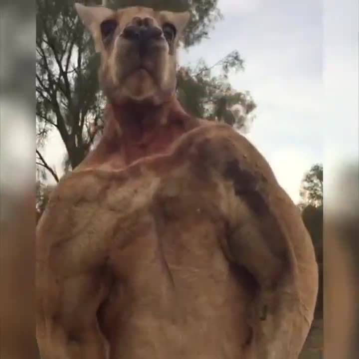 Cận cảnh chú Kangaroo cơ bắp nhất thế giới