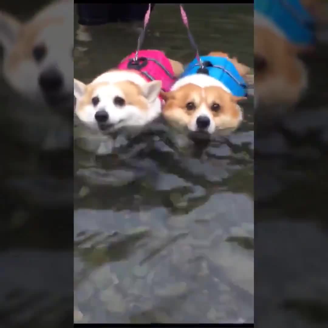 Khi chó tập bơi 