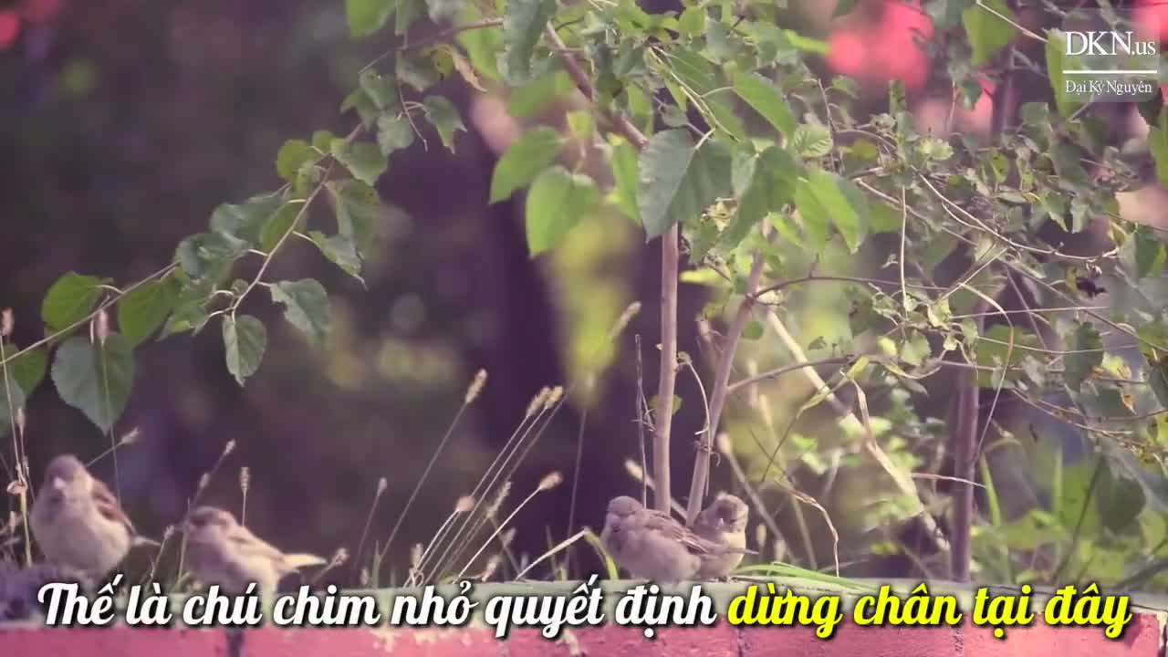 Điều gì xảy đến với lựa chọn khác nhau của ba chú chim?