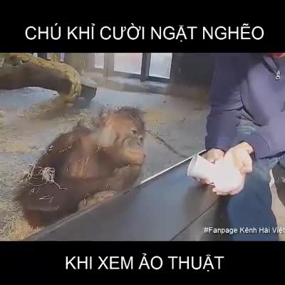 Chú khỉ cười ngặt nghẽo khi xem ảo thuật 