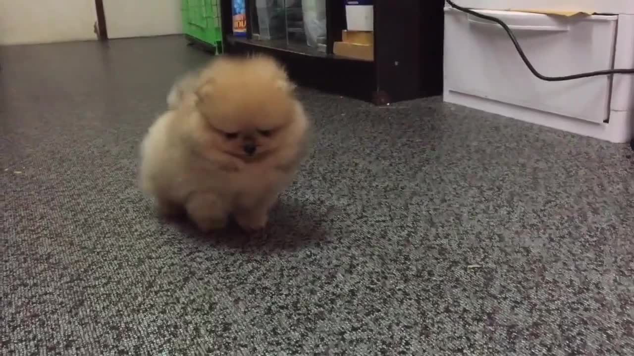 Hãy nghe tiếng gầm của tôi đây!!