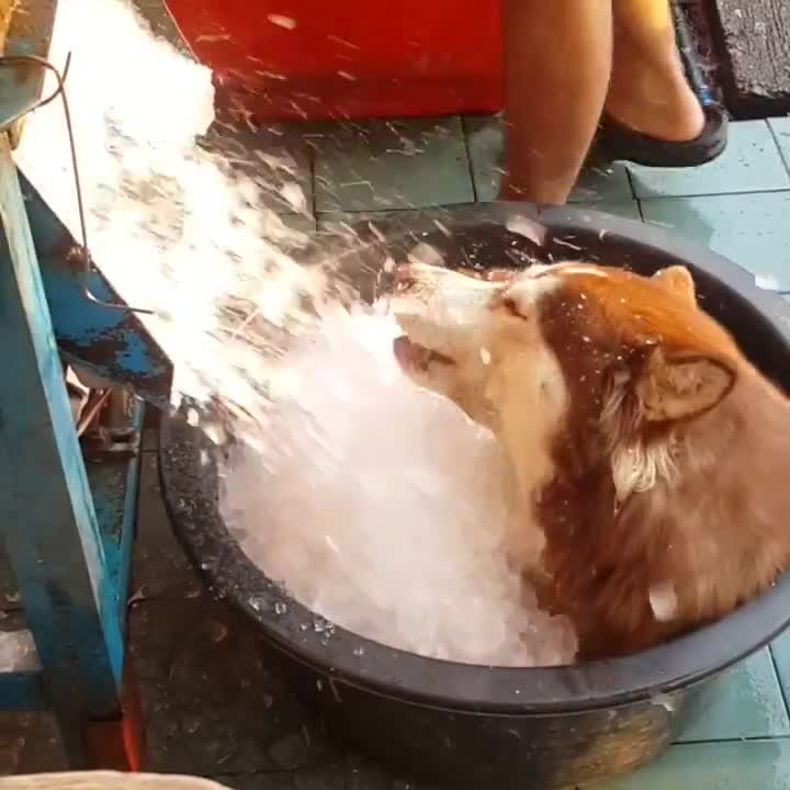Không biết đây gọi là tắm hay ... ướp lạnh nữa!
