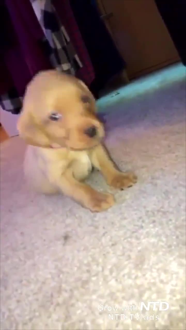 Làm sao đây, tôi buồn ngủ quá rồi!