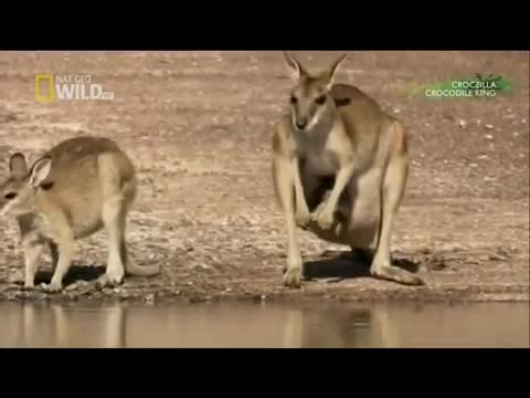 Kangaroo bị cá sấu Úc quăng quật và xé nát trong nháy mắt 