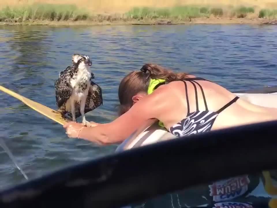 Nếu không có cô gái dũng cảm này, chú chim đã ... đuối nước rồi!