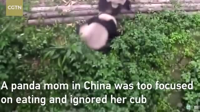 Gấu trúc con nổi giận vì bị mẹ mải ăn phớt lờ