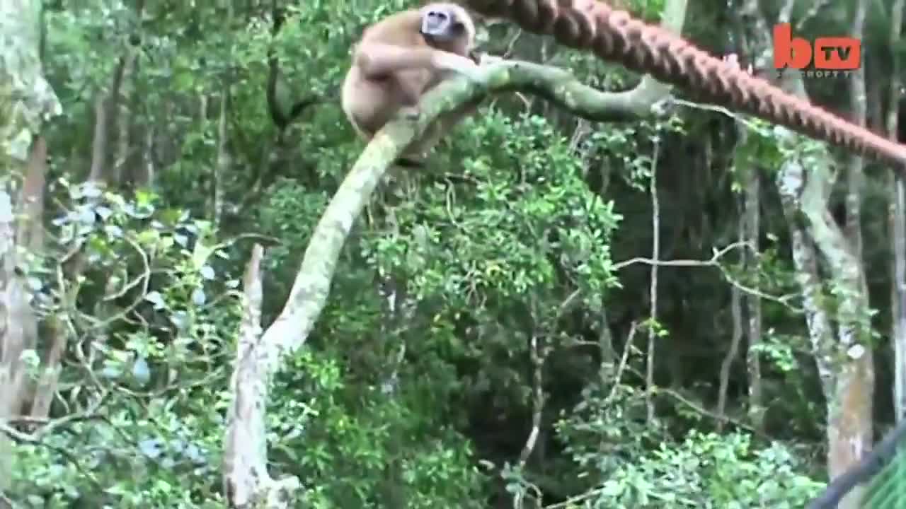 Khả năng giữ thăng bằng thật đáng nể!
