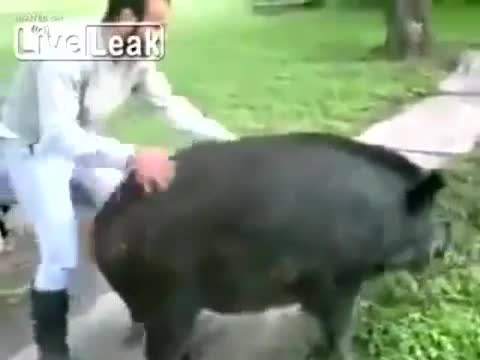 Cưỡi lợn rừng hài hước nhất 