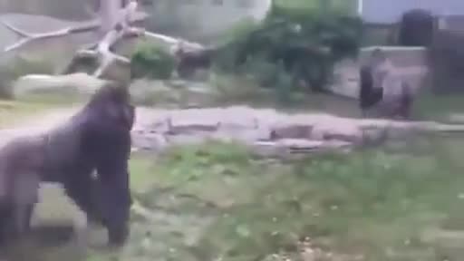Trận chiến dữ dội của hai chú Gorilla khổng lồ 